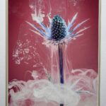 Eryngium Ford Renton