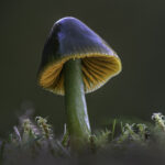 Parrot Waxcap Fiona Kilgour