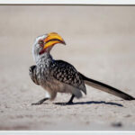 Southern Yellow Billed Hornbill Kevin Lomax