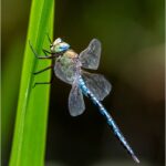 Emperor Dragon Fly