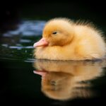 Not such and ugly duckling
