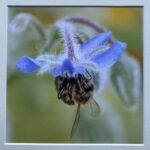 Acrobatic Bee