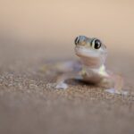 Palmato Gecko