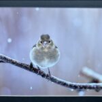 Chaffinch in Snowfall