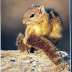 Tree Squirrel