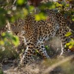 Leopard Lurking